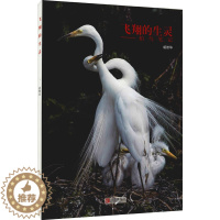 [醉染正版]飞翔的生灵 胡维华 青春言情小说故事经典作品读物图书 书籍 青岛出版