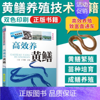 [正版]高效养黄鳝养殖书籍大全水产养殖书黄鳝养殖技术大全黄鳝网箱养殖技术书籍养黄鳝技术 黄鳝养殖技术黄鳝病害防治技术养鳝