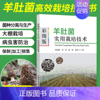 [正版]彩图版羊肚菌实用栽培技术 羊肚菌栽培种植新技术书大棚高效食用菌磨姑菌种农业种植实用书籍资料知识大全农作物高产病虫