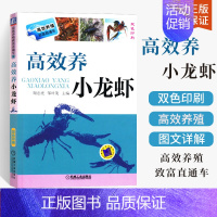 [正版]高效养小龙虾(双色印刷) 小龙虾养殖技术书室内养殖技术书籍大全 水产高效健康养殖 科学养殖龙虾教程 虾病害防治水