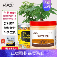 [促生根]发财树缓释肥+生根粉 [正版]发财树肥料肥缓释营养肥花肥盆栽家用通用型氮磷钾绿植幸福树