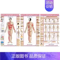 [正版]中医拔罐手法与疗法标准挂图(正反背)(一套三张)家庭保健人体穴位中医养生医学挂图