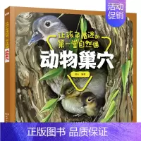 [正版]动物巢穴 让孩子着迷的第堂自然课 探知自然事物的科普图书了解动 物们生活的秘密 亲子阅读绘本 科普百科 书店