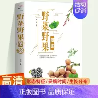 野菜野果图鉴 [正版]野菜野果图鉴 野菜野果图鉴中国常见植物野外识别手册原野漫步植物图谱野外识别速查图鉴植物身边常见彩色