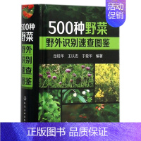 [正版]500种野菜野外识别速查图鉴 生活百科书籍 植物花草识别图解书籍 认识身边常见植物随身掌中宝图书籍