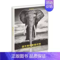[正版]国外精微素描动物绘画临摹卡片明信片大尺寸高清图画册集手绘插画复古出类艺术趣味线描创意黑白超写实狮子