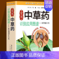 常用中草药识别应用图谱-按药用部位分类 [正版]常用中草药图谱手册大全书籍 一分钟速查中草药全图鉴 识别应用图谱手绘本