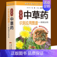 常用中草药识别应用图谱-按功效主治分类 [正版]常用中草药图谱手册大全书籍 一分钟速查中草药全图鉴 识别应用图谱手绘本