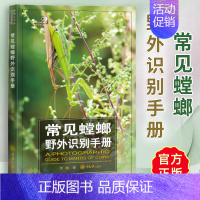 兜锹花臂:世界200种观赏甲虫(精) [正版]常见螳螂野外识别手册 好奇心书系 吴波 书中讲述对我国有分布的相对常见且有