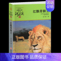 红飘带狮王 [正版]残狼灰满沈石溪小学四年级五年级全集全套书浙江少年儿童出版社非注音版完整版动物小说大王品藏书系小学生课