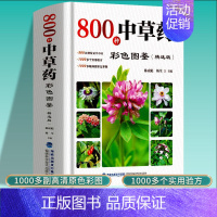 800种中草药彩色全图鉴精选版 [正版]800种中草药彩色图鉴精选版中草药图鉴中草药材大全中药配方中药图解中草药彩图大全