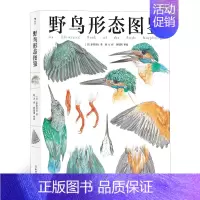 [正版] 野鸟形态图鉴 鸟类图鉴动物自然观察博物学生物科普书籍