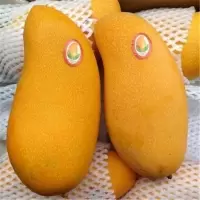 水仙芒果 1kg