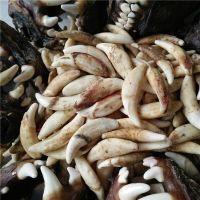 特价真狗牙男女真黑狗牙吊坠情侣狼牙项链藏獒牙儿童手链脚链饰品 狗牙3.0厘米以上（无绳）