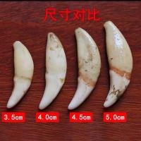 特价男女士狼牙项链情侣真黑狗牙吊坠狗牙藏獒牙儿童手链脚链饰品 3.0厘米(无绳)