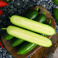 寿光蔬菜产地新鲜水果黄瓜生吃5斤小青瓜无刺黄瓜荷兰瓜现摘 2斤