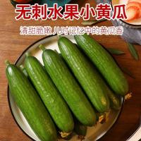 黄瓜新鲜小黄瓜水果小青瓜荷兰蔬菜农家10山东旱生吃5斤顺丰 2斤