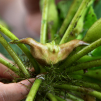 洪湖菱角新鲜老菱角5斤现摘粉糯生棱角莲角凌角湖北特产蔬菜 500g