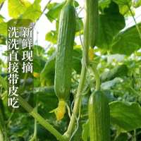 新鲜水果小黄瓜5斤整箱当季荷兰小青瓜生吃时令蔬菜山东寿光 3斤