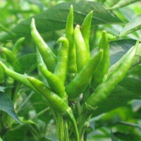 广西5斤野山椒泡椒超辣辣椒农家新鲜小米椒朝天椒指天椒尖椒 500g