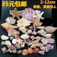 750g大海螺贝壳海星装饰套装 水族造景贴墙广告橱窗设计道具 套餐三