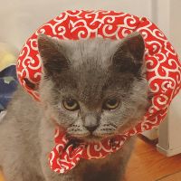 柴犬离家出走小包袱 猫咪狗狗装饰围脖卖萌拍照饰品配饰可爱枕头 红色花纹 S-小型