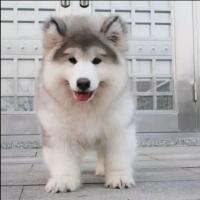 亲崽宠物狗泰迪洗澡香波猫咪沐浴露用品英短留除臭杀菌除螨除跳蚤 长毛犬类通用[苹果味] [工厂价]沐浴露一瓶(500ml)