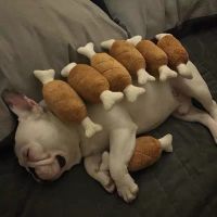 狗狗玩具耐咬磨牙发声狗解闷神器柯基幼犬金毛大型犬宠物毛绒用品 小鸡腿[发声玩具] 单独一件[破损包赔]