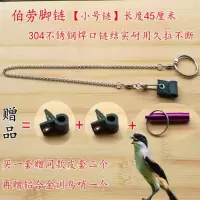 伯劳脚链脚环/皮脚套/鸟用脚链脚绊子护腿站架训鸟用品鸟具鸟链子 脚套3个+小号链[棕背伯劳]