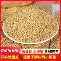 正宗汕头特大种灰狮头鹅小鹅活体批发白狮头大种家养白鹅小鹅活体[8月28日发完] 狮头鹅苗专用饲料一份 以上为一只价格/右