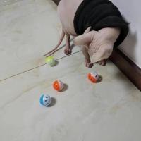 猫咪玩具塑料铃铛球大号10.5cm发声玩具球猫抓球狗球宠物玩具球 塑料小球4cm-2个