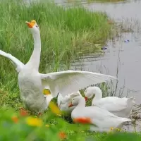 鹅苗活体正宗狮头鹅特大种白鹅宠物活体产蛋鹅小鹅苗批发五只起发 一只扬州大白鹅[买5送1]