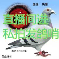 李鸟 吴松 信鸽子成绩赛鸽掉落鸽子名家血统公棚比利时荷兰赛鸽 直播专用 10元一拍