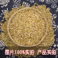 新大麦批发带壳大麦种子麦芽糖大麦茶原料大麦种子发芽苗 带壳大麦(发芽酿酒做鸽粮均可) 10斤(5kg)