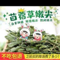 兔子吃的草紫花苜蓿草新鲜牧草龙猫兔粮兔饲料干草嫩草尖200g装 200g