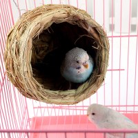 宠物过冬保暖窝龙猫豚鼠垂耳兔用品草垫荷兰猪兔子草窝大号 小鸟窝