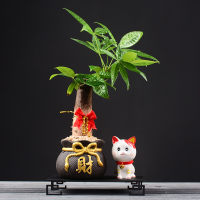 创意发财树盆栽绿植摆件家居饰品客厅电视柜办公桌面装饰玄关招财 紫砂黑描金财布袋-发财树(可爱猫)