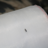 塑邦 厚80目防尘加密窗纱网 户外防蚊虫防尘纱窗网纱网 捞鱼虫网 聚乙烯尼龙100目 1x1m