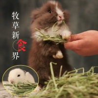 兴兴文提摩西草兔子牧草豚鼠粮草龙猫提摩西多省500克3袋