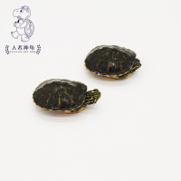 10元 宠物 中华草龟 地图 巴西龟人工养殖 除偏远 单拍无效 直播专拍10元