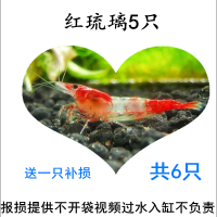 小型热带观赏虾活体淡水极火樱花虾水晶虾琉璃虾蓝宝石虾包损 红琉璃5送1补损