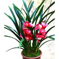 兰花苗建兰四季兰花紫霞仙女浓香四季长青花卉盆栽室内植物