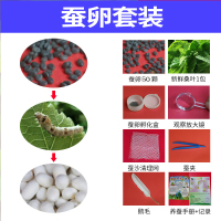 蚕宝宝套装活体饲养箱新鲜嫩桑叶蚕饲料学生养蚕七彩蚕金丝蚕蚕卵 学生标准养蚕 蚕卵50粒