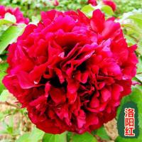 正宗洛阳牡丹花苗大苗盆栽观赏牡丹四季当年开花带花苞庭院室内外
