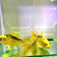 四条松叶龙凤锦鲤套餐冷水观赏鱼活体组发四条长尾 6-7厘米一组四条(德系)