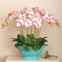 欧悟 蝴蝶兰花苗盆栽室内观花植物阳台花苗带盆栽好君子兰花盆栽 大富贵蝴蝶兰+透明原盆+原土