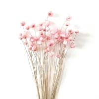 小雏菊干花天星菊插花滴胶巴西迷你小星花雏菊干花道具拍照干花 小星花[淡粉色]50支 干花包