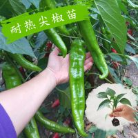 高产辣椒苗四季种尖椒苗子微辣蔬菜苗农家田园家庭阳台盆栽菜种苗 尖椒苗6棵送50g有机肥