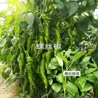 辣椒苗螺丝椒苗线椒方椒苗子庭院种植尖椒苗菜椒苗薄皮椒苗泡椒苗 螺丝椒苗子10棵