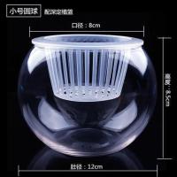 玻璃花瓶水培植物玻璃瓶绿萝花瓶绿植花盆圆球水养鱼缸器皿容器 小号圆球[送定植蓝]